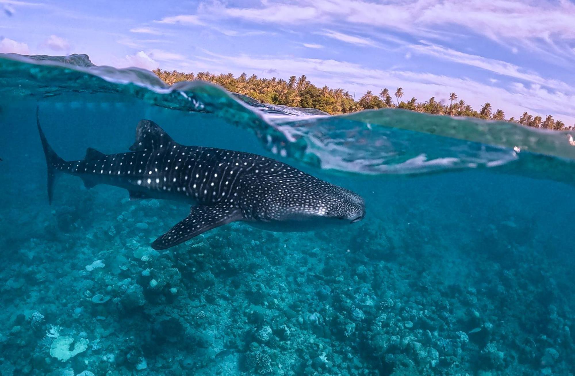 Sands Grand Hotel Dhigurah  Buitenkant foto